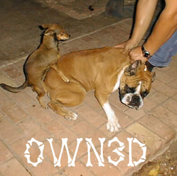 owned-dogs.jpg